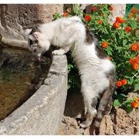 „Katzenjammer“ Teil 2
