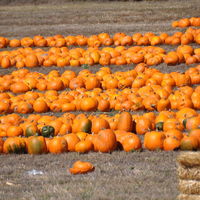 “Schrecklich schön”   Halloween in Finkendörfel