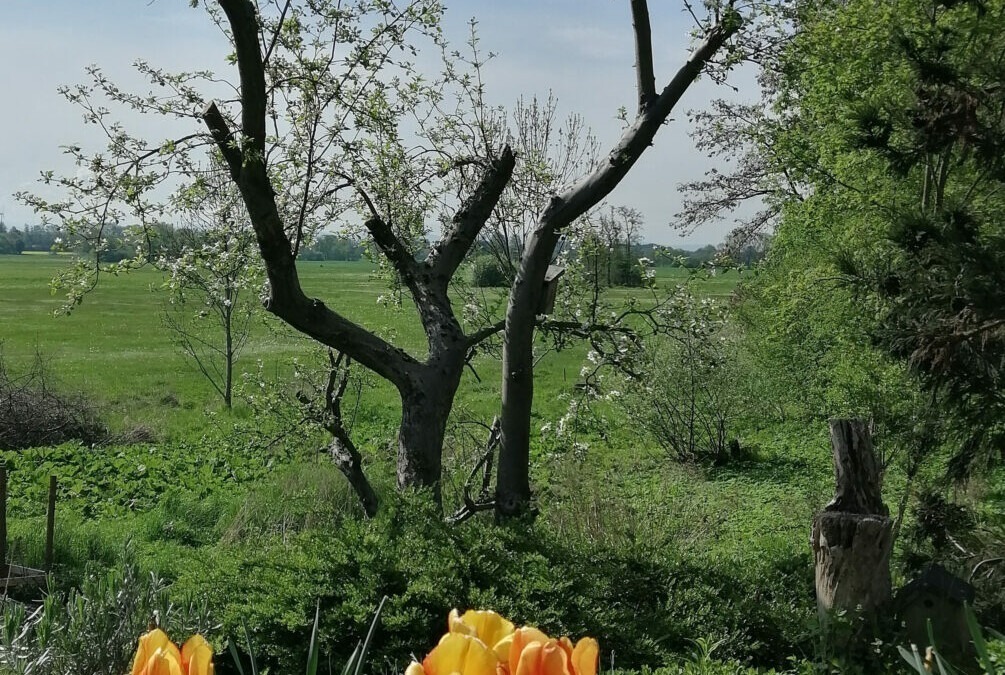 Gartenkonzert
