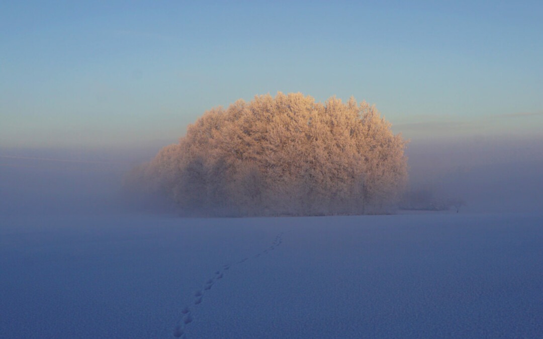 Naturfotografie –  echt – lebendig – eindrucksvoll