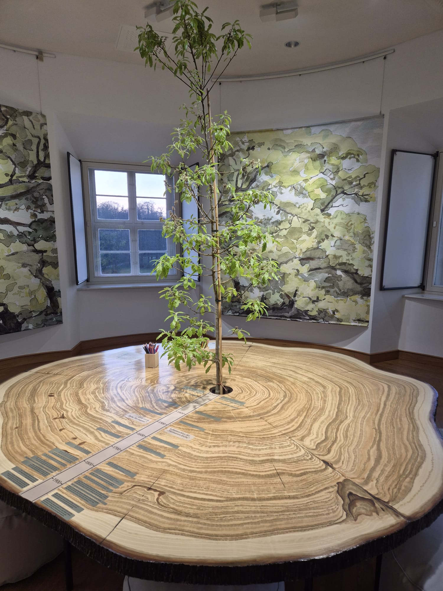 „Odin, Thor, Hermann – die Generation 500+ Muskaus Uralteichen auf Aquarellen von Inka Lumer“